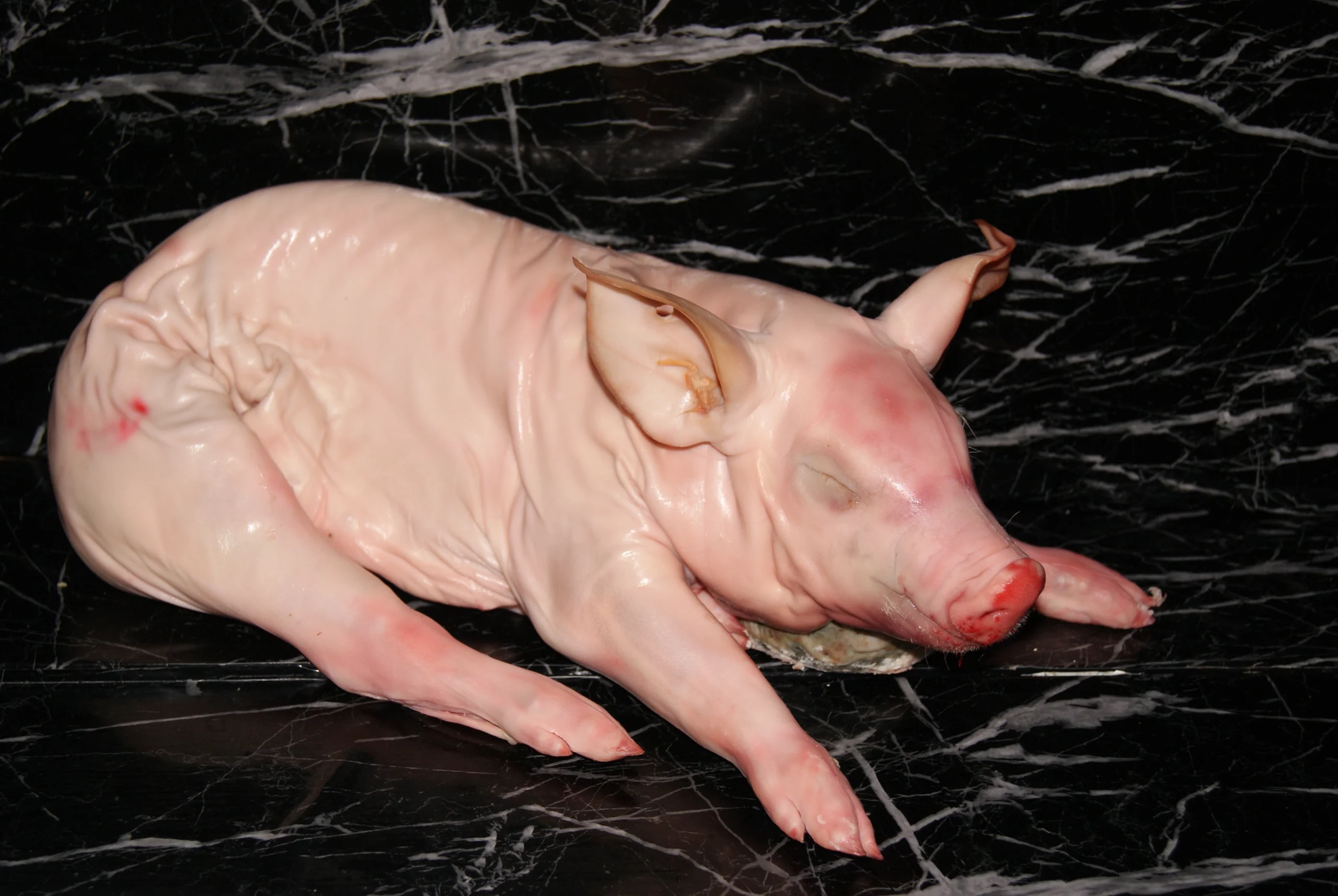 Cochinillo